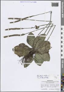 Plantago media L., Eastern Europe, Middle Volga region (E8) (Russia)