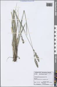 Calamagrostis purpurascens R.Br., Siberia, Central Siberia (S3) (Russia)