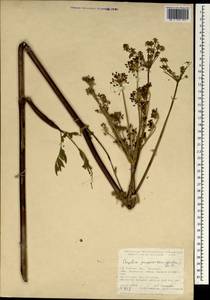 Xanthogalum purpurascens Avé-Lall., South Asia, South Asia (Asia outside ex-Soviet states and Mongolia) (ASIA) (Turkey)