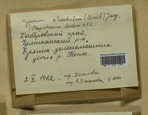 Plagiothecium laetum Schimp., Bryophytes, Bryophytes - Russian Far East (excl. Chukotka & Kamchatka) (B20) (Russia)