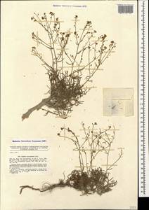 Lepidium meyeri subsp. turczaninowii (Lipsky) Schmalh., Crimea (KRYM) (Russia)