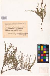 MHA 0 157 297, Thymus pallasianus Heinr.Braun, Eastern Europe, Lower Volga region (E9) (Russia)