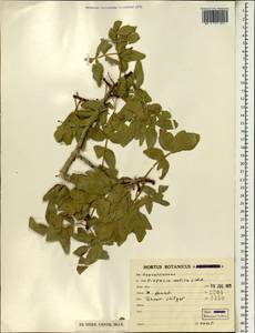 Pistacia atlantica Desf., South Asia, South Asia (Asia outside ex-Soviet states and Mongolia) (ASIA) (Iran)