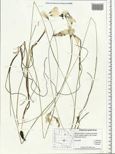 Eriophorum gracile Koch, Eastern Europe, North-Western region (E2) (Russia)