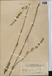 Silene densiflora, Middle Asia, Caspian Ustyurt & Northern Aralia (M8) (Kazakhstan)