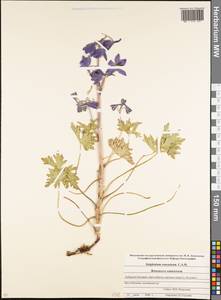 Delphinium caucasicum C. A. Mey., Caucasus, Stavropol Krai, Karachay-Cherkessia & Kabardino-Balkaria (K1b) (Russia)