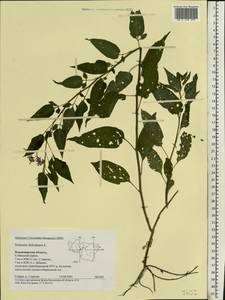 Solanum dulcamara L., Eastern Europe, Central region (E4) (Russia)