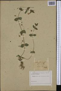 Lysimachia arvensis subsp. arvensis, Western Europe (EUR) (Austria)