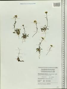 Arabidopsis lyrata subsp. petraea (L.) O'Kane & Al-Shehbaz, Eastern Europe, Northern region (E1) (Russia)