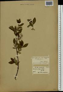 Salix phylicifolia L., Eastern Europe, North-Western region (E2) (Russia)