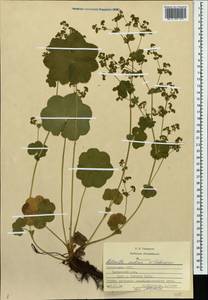 Alchemilla ventiana V. N. Tikhom., Eastern Europe, Middle Volga region (E8) (Russia)