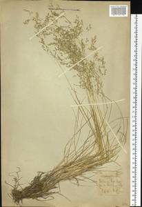 Deschampsia, Eastern Europe, Northern region (E1) (Russia)