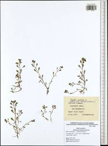 Lythrum portula (L.) D. A. Webb, Eastern Europe, Central region (E4) (Russia)