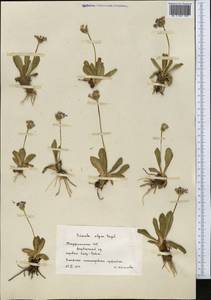 Primula warshenewskiana subsp. olgae (Regel) Halda, Middle Asia, Pamir & Pamiro-Alai (M2) (Tajikistan)