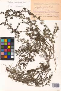 Galium humifusum M.Bieb., Eastern Europe, Rostov Oblast (E12a) (Russia)