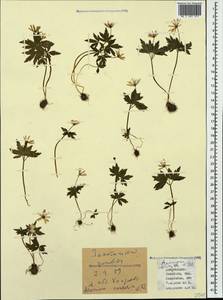 Anemone caucasica Willd. ex Rupr., Caucasus, Azerbaijan (K6) (Azerbaijan)