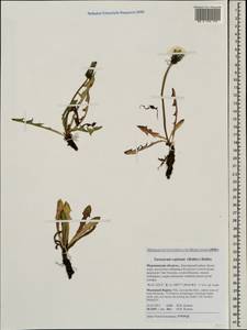 Taraxacum repletum (Dahlst.) Dahlst., Eastern Europe, Northern region (E1) (Russia)