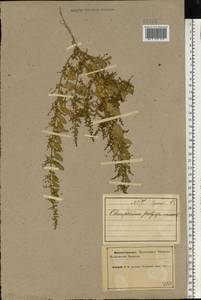 Lipandra polysperma (L.) S. Fuentes, Uotila & Borsch, Eastern Europe, Northern region (E1) (Russia)