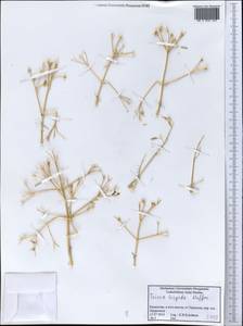 Trinia hispida Hoffm., Middle Asia, Caspian Ustyurt & Northern Aralia (M8) (Kazakhstan)