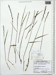 Elymus fibrosus (Schrenk) Tzvelev, Siberia, Central Siberia (S3) (Russia)