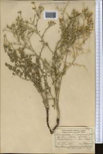 Echinophora sibthorpiana Guss., Middle Asia, Syr-Darian deserts & Kyzylkum (M7) (Tajikistan)
