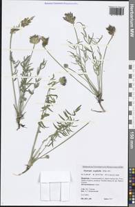 Oxytropis oxyphylla (Pall.) DC., Siberia, Baikal & Transbaikal region (S4) (Russia)
