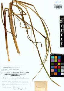Eriophorum angustifolium Honck., Siberia, Baikal & Transbaikal region (S4) (Russia)