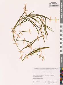 Potamogeton compressus L., Siberia, Yakutia (S5) (Russia)