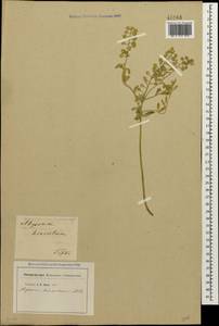 Alyssum hirsutum M. Bieb., Caucasus, Georgia (K4) (Georgia)