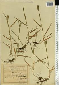 Phleum alpinum L., Eastern Europe, Northern region (E1) (Russia)