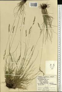 Festuca makutrensis Zapal., Eastern Europe, West Ukrainian region (E13) (Ukraine)