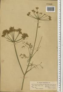 Astrodaucus orientalis (L.) Drude, Eastern Europe, South Ukrainian region (E12) (Ukraine)