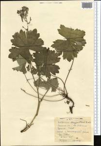 Delphinium dasyanthum Kar. & Kir., Middle Asia, Northern & Central Tian Shan (M4)