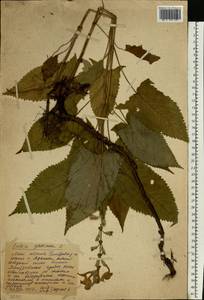 Salvia glutinosa L., Eastern Europe, Moscow region (E4a) (Russia)