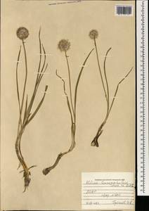 Allium schischkinii Sobolevsk., Mongolia (MONG) (Mongolia)