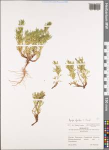 Ajuga chamaepitys subsp. chia (Schreb.) Arcang., Eastern Europe, Middle Volga region (E8) (Russia)