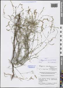 Polygonum arenarium subsp. arenarium, Eastern Europe, Middle Volga region (E8) (Russia)