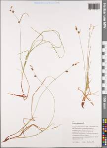 Carex globularis L., Siberia, Russian Far East (S6) (Russia)