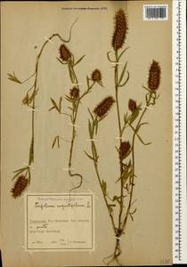 Trifolium angustifolium L., Caucasus, Azerbaijan (K6) (Azerbaijan)