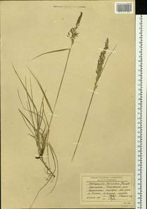 Arctagrostis latifolia (R.Br.) Griseb., Siberia, Chukotka & Kamchatka (S7) (Russia)