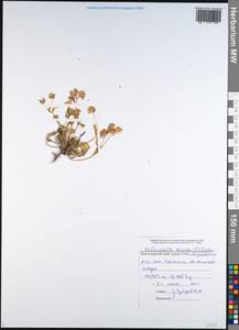 Valerianella locusta (L.) Laterr., Caucasus, Black Sea Shore (from Novorossiysk to Adler) (K3) (Russia)