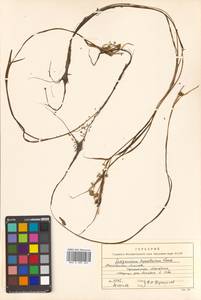 Sparganium hyperboreum Laest. ex Beurl., Siberia, Chukotka & Kamchatka (S7) (Russia)