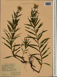Pentanema ensifolium (L.) D. Gut. Larr., Santos-Vicente, Anderb., E. Rico & M. M. Mart. Ort., Caucasus, Black Sea Shore (from Novorossiysk to Adler) (K3) (Russia)