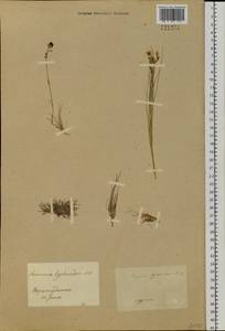Eremogone capillaris (Poir.) Fenzl, Siberia, Baikal & Transbaikal region (S4) (Russia)