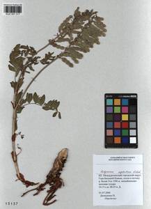KUZ 001 317, Hedysarum neglectum Ledeb., Siberia, Altai & Sayany Mountains (S2) (Russia)