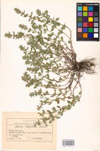 MHA 0 156 569, Clinopodium acinos (L.) Kuntze, Eastern Europe, Central forest-and-steppe region (E6) (Russia)