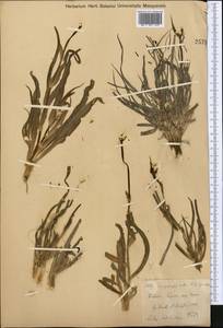 Tragopogon ruber S. G. Gmel., Middle Asia, Muyunkumy, Balkhash & Betpak-Dala (M9) (Kazakhstan)