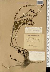 Scutellaria albida subsp. colchica (Rech.f.) J.R.Edm., Caucasus, Abkhazia (K4a) (Abkhazia)