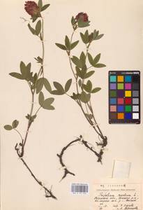 Trifolium medium L., Eastern Europe, Central region (E4) (Russia)