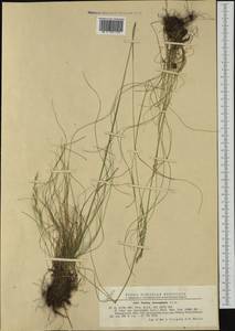 Festuca heterophylla Lam., Western Europe (EUR) (Romania)